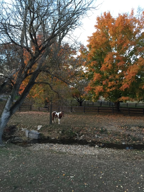 Friendly Neighbors! - 38472 Nixon Rd