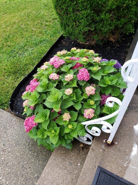 Hydrangea in Summer - 4525 Roth Ave