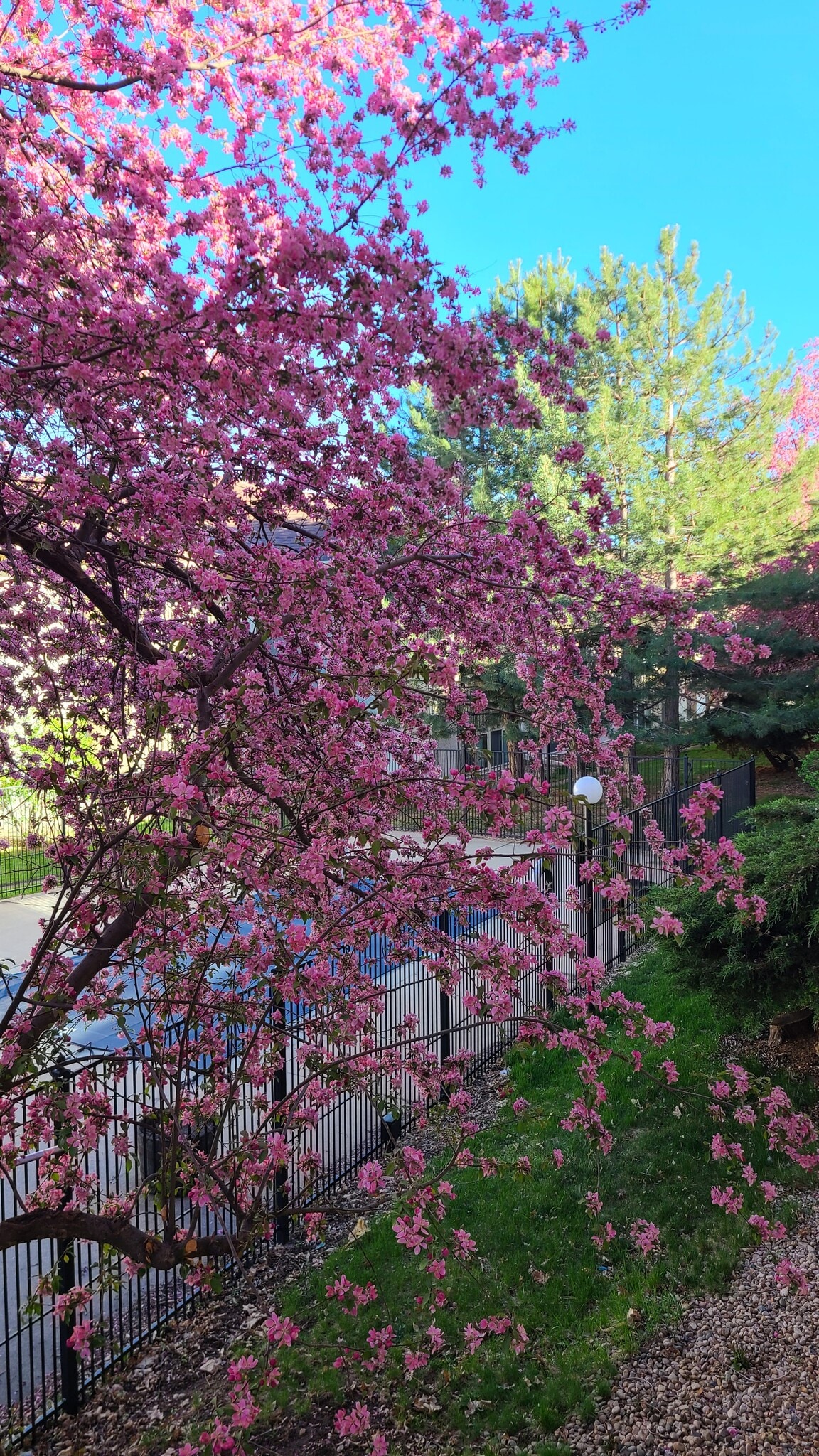 Pool area - 2707 Valmont Rd #307A