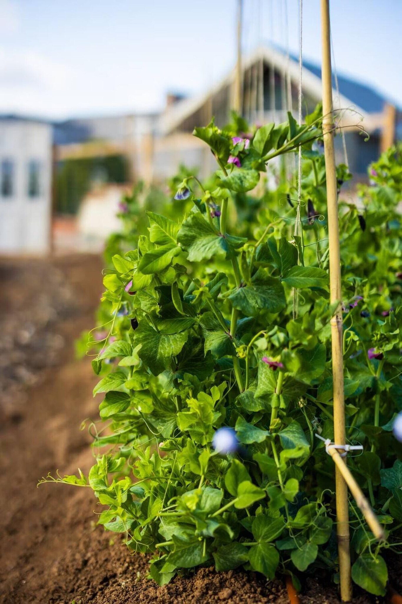 Building Photo - 30185 Vía Maria Elena