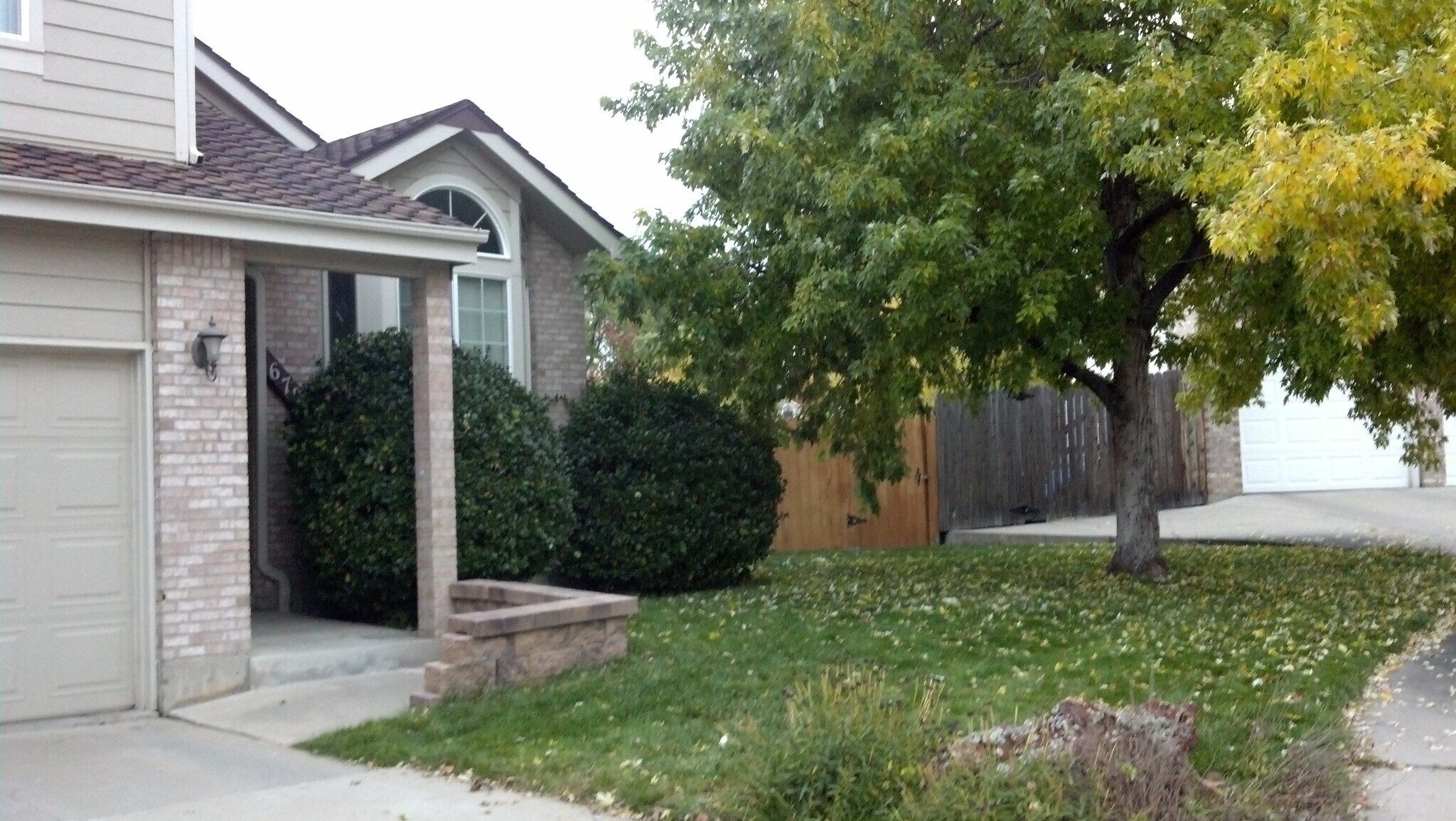 maple tree in front yard - 6782 Swadley Court