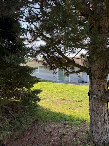 Huge trees - 6904 Eisenhower Ave