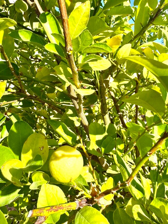 Building Photo - 80372 Camino San Lucas