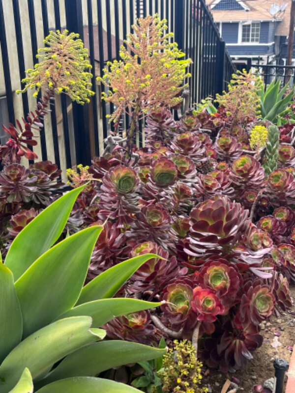 Building Photo - 1072 Laguna Ave