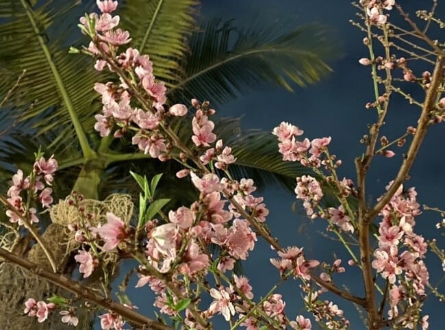 Palm tree - 2707 Strongs Dr