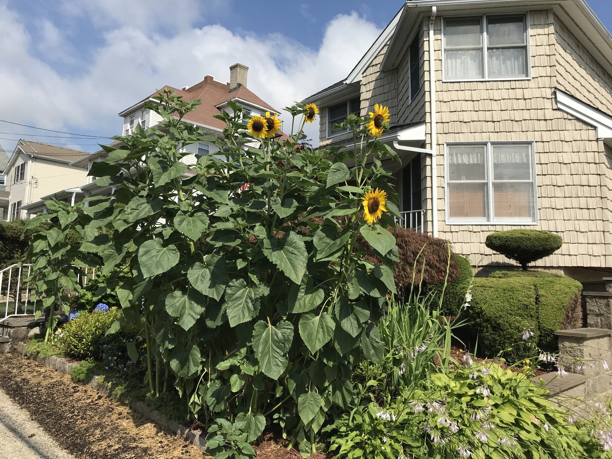 Building Photo - 225 Sickles Ave