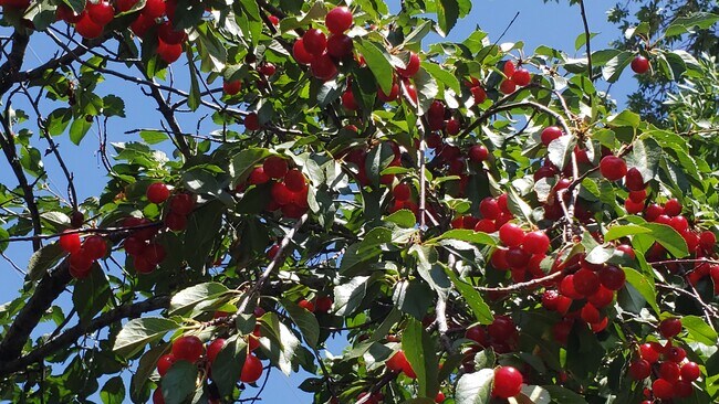 Cherries - 1848 Alpine St