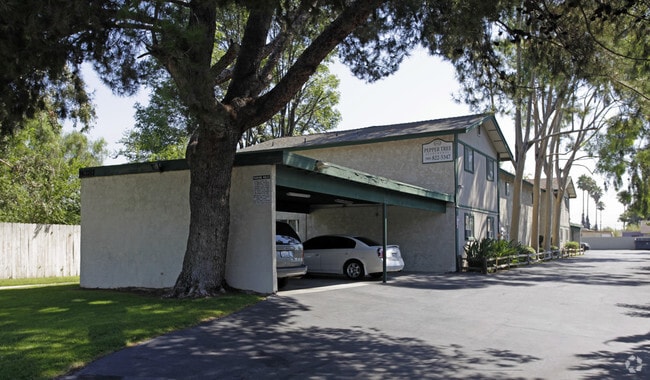 Primary Photo - Pepper Tree