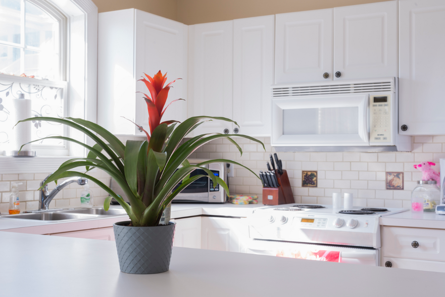 Kitchen - 8648 Coralbell Ln