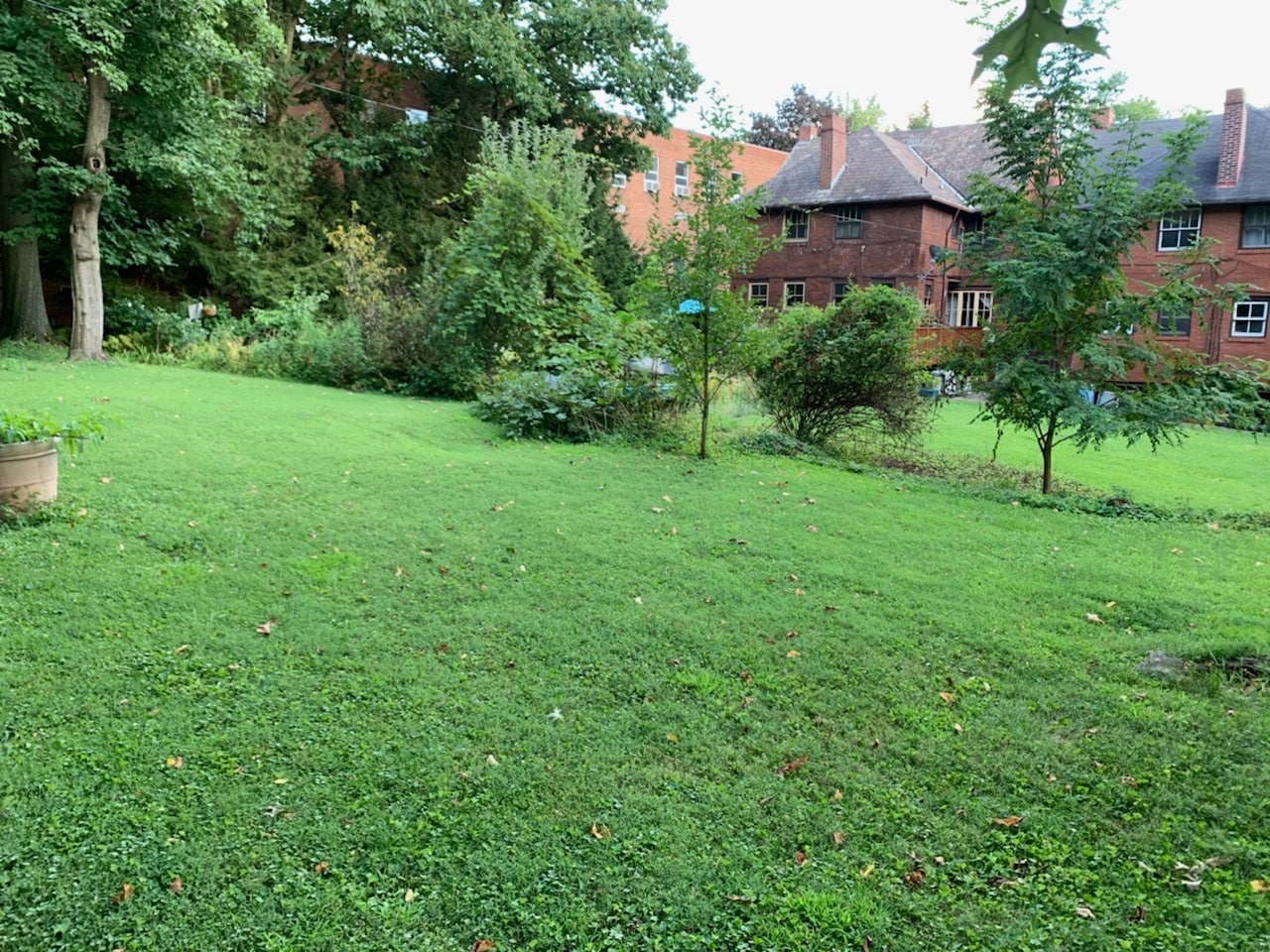 tenant's back yard - 5636 Bartlett St