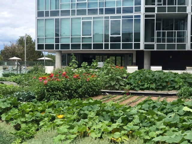 Urban Farm - 4200 W 17th Ave