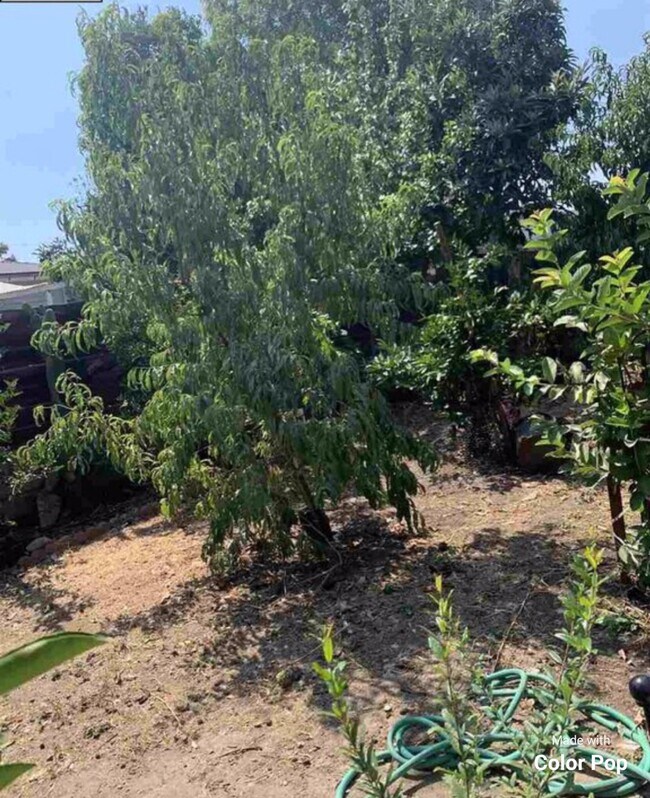 BACK YARD FRUIT TREES - 332 Burbank Rd