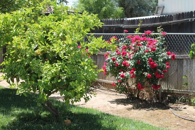 Building Photo - 3 bed/2 bath Country living Yucaipa!