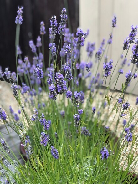 Garden - 209 19th St