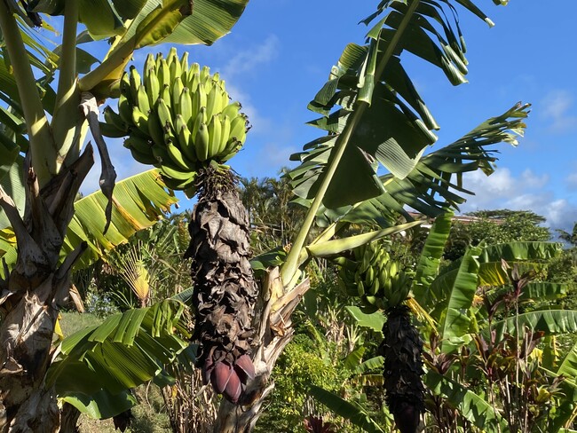 Building Photo - 630 E Kuiaha Rd