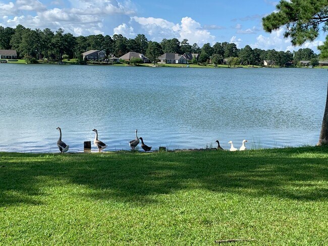 Building Photo - Beautiful Home on Lake Clermont