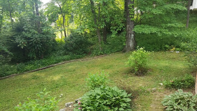 Side yard view from kitchen door. Lots of Rhodie bushes and wildflowers all around. - 312 Signal Mountain Blvd