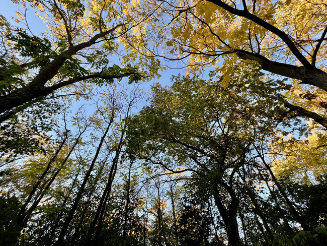 This is your backyard. Looking up. - 2028 Bristow St