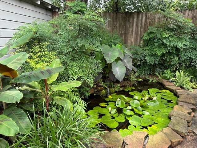 Koi Pond - 1023 W Gardner St