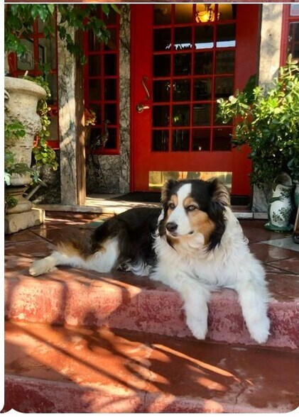 Front porch -We Love animals - The Lindsay Furnished Apartments
