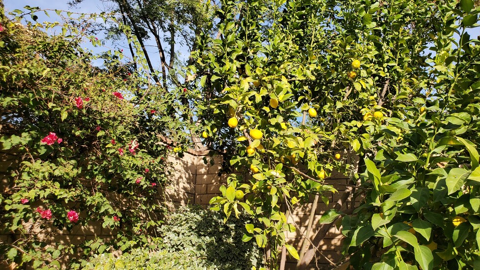 Lemon Tree - 4317 Palazzo Ln