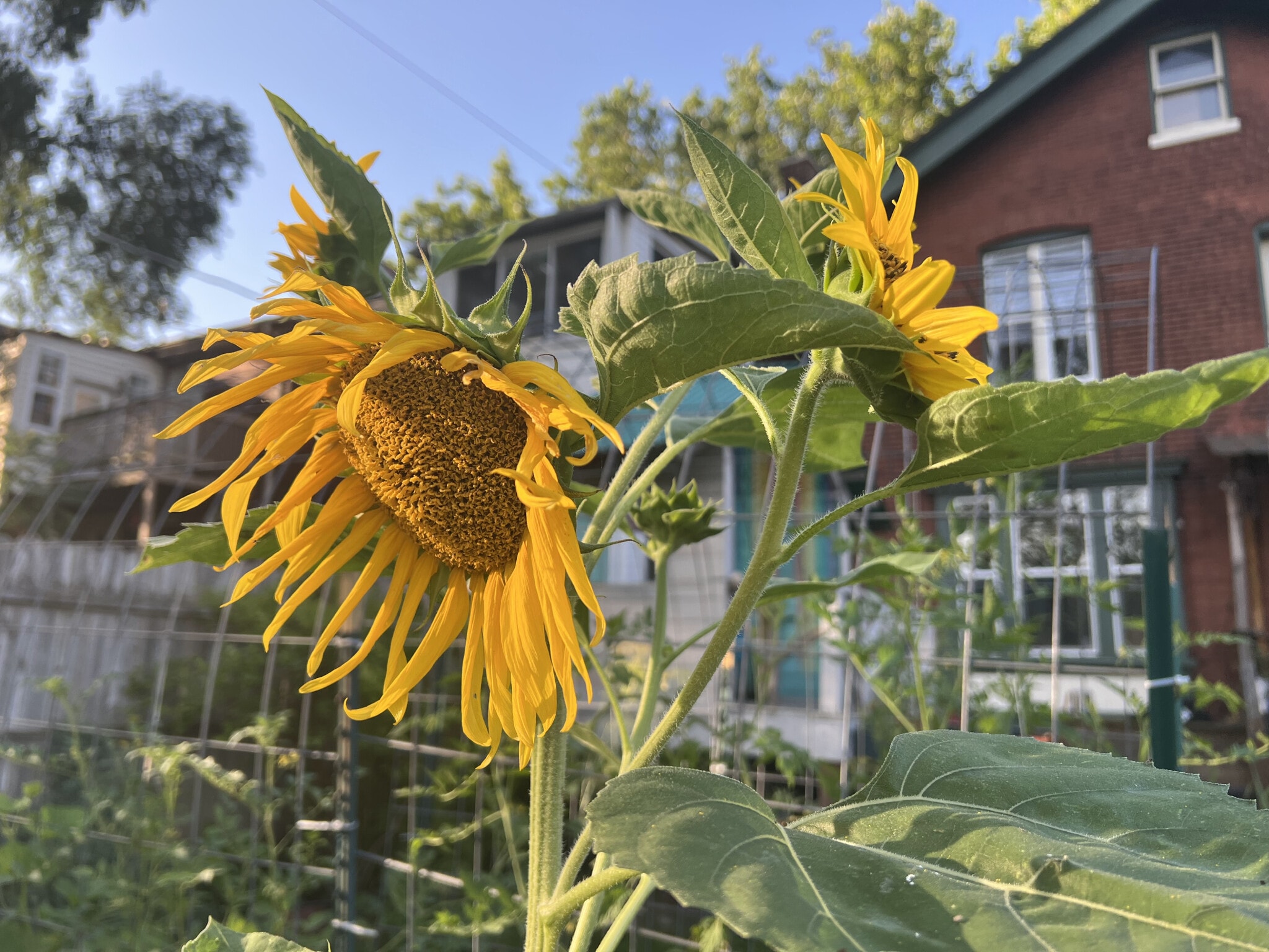 Sunflowers - 3817 Lafayette Ave