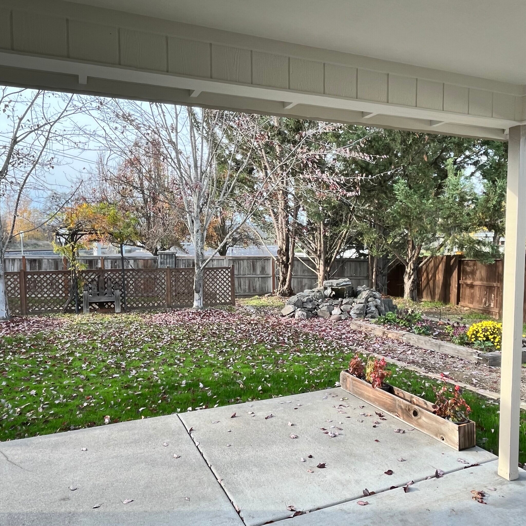 Back yard with lawn , fountain, raised beds, maple trees and evergreens - 107 Applewood Dr