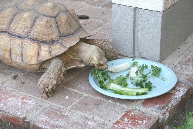 Building Photo - 831 Alandele Ave