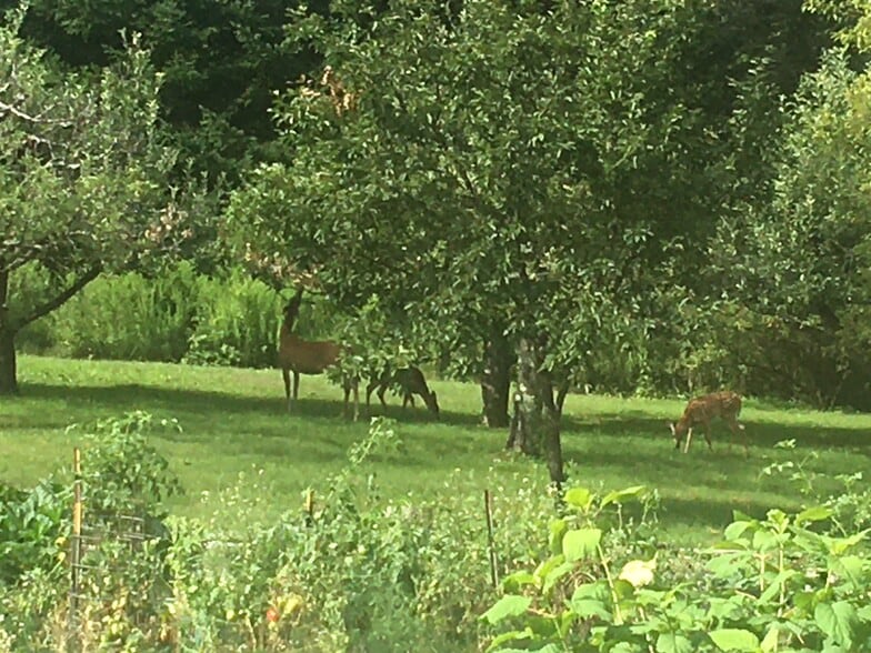 Living room view - 56 London Rd