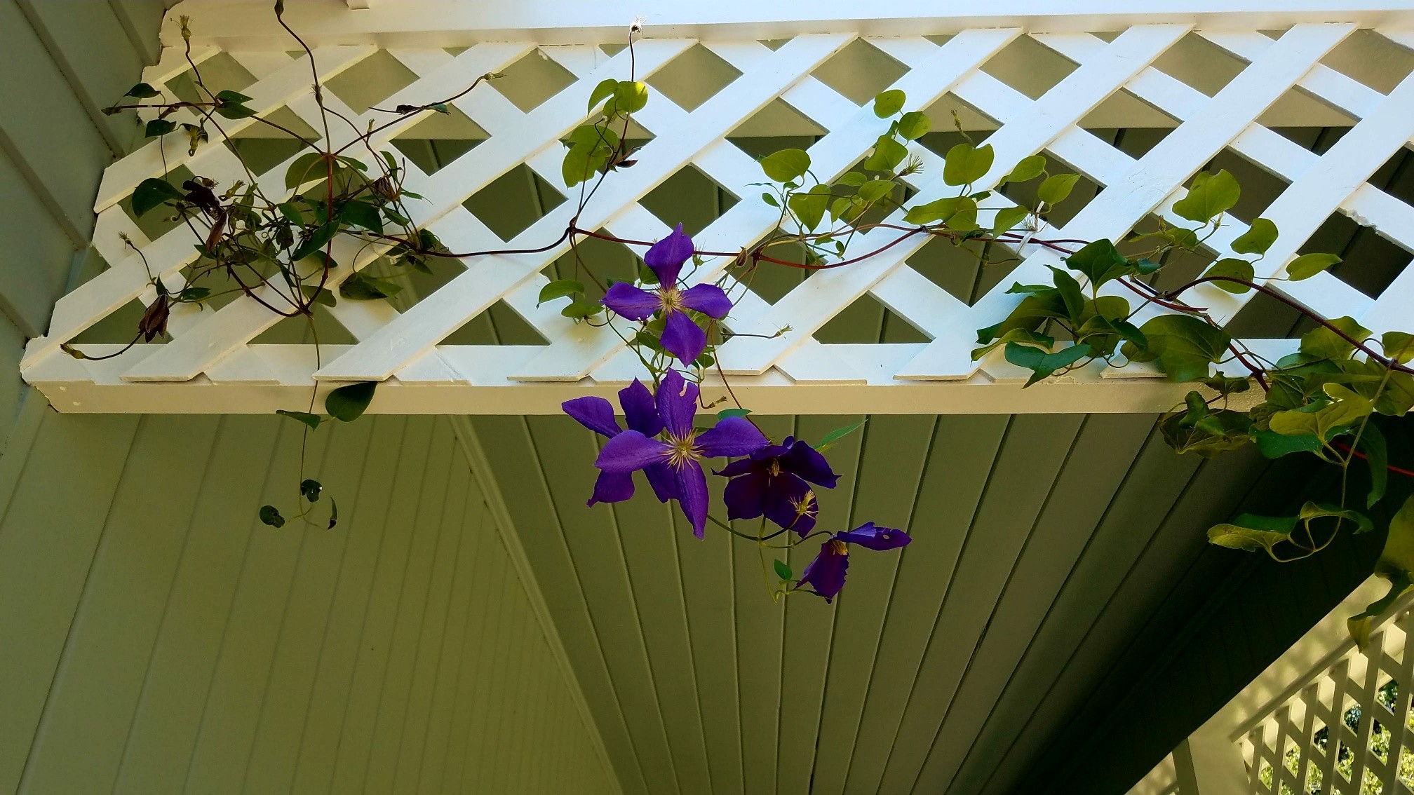 Front Porch - 373 Meadow Rd
