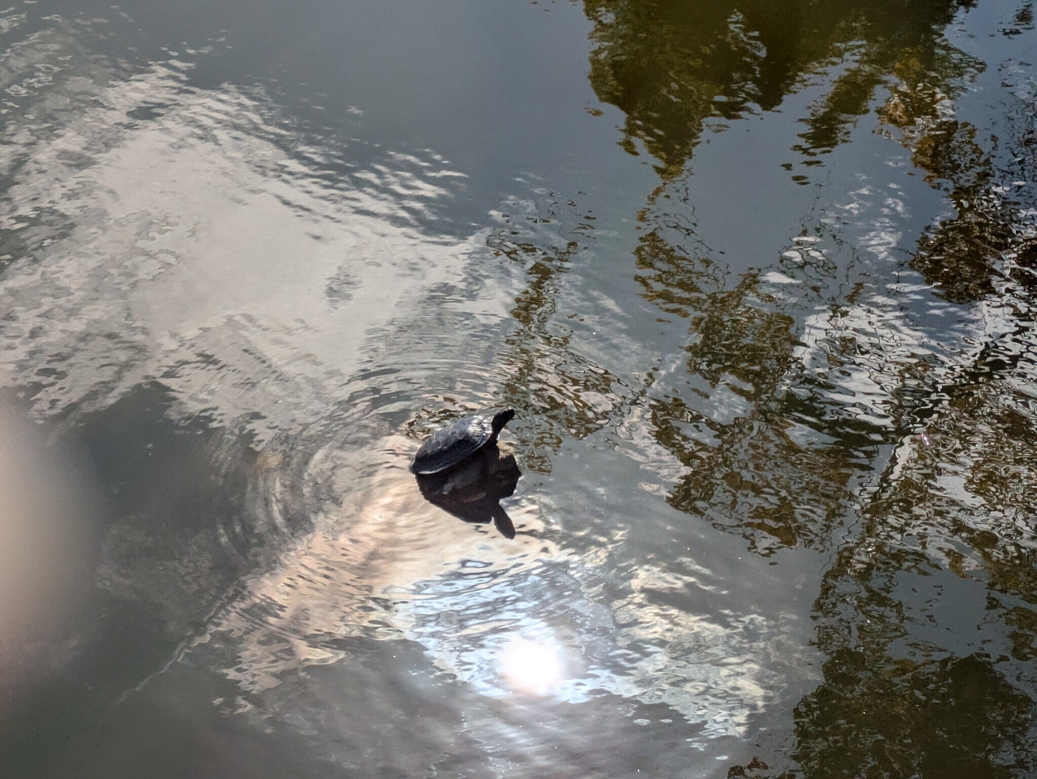 Turtles by the Bridge - 850 W Moorhead Cir