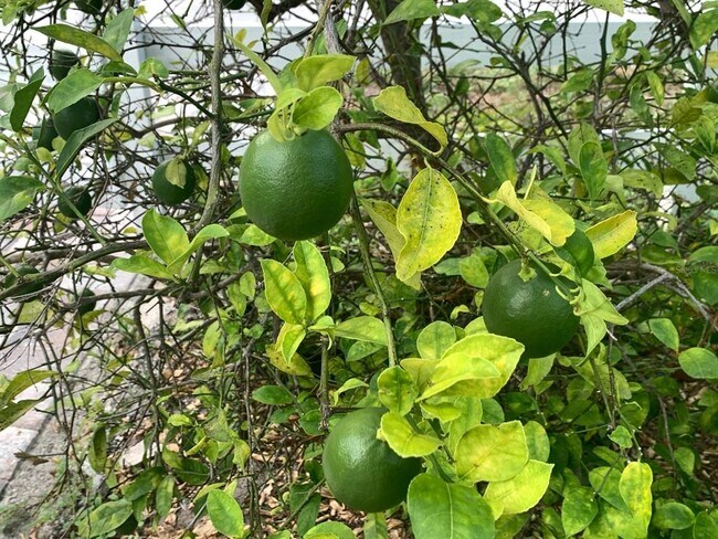 Building Photo - 244 Lexington Dr