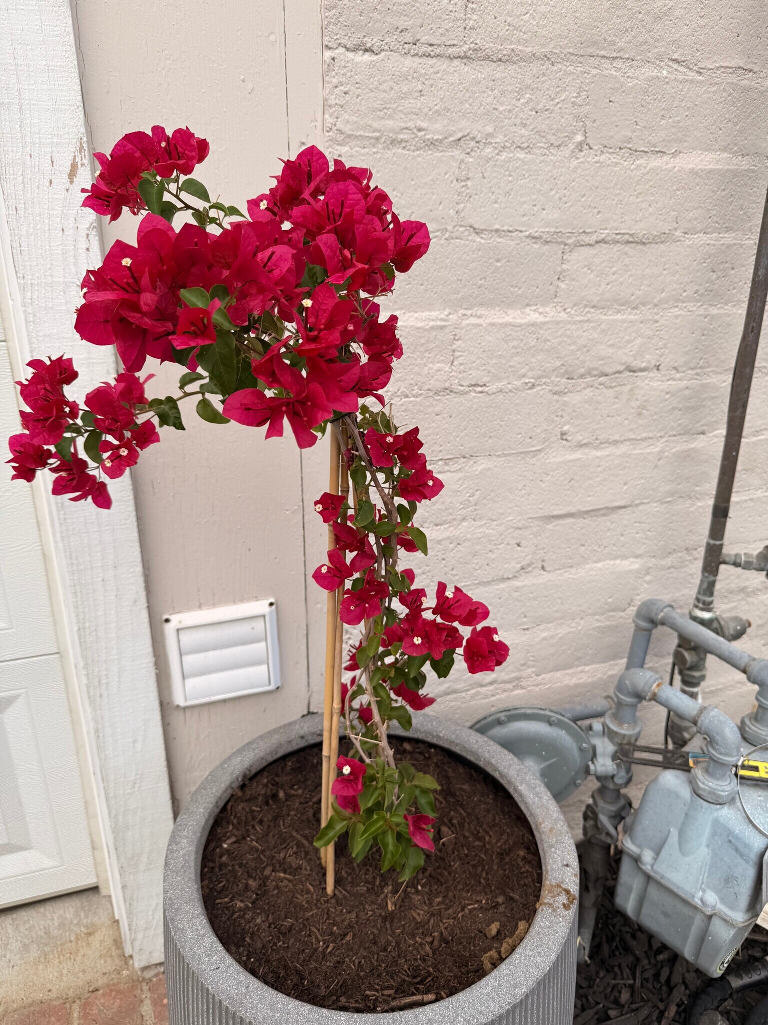 Building Photo - 1295 Foothill Dr