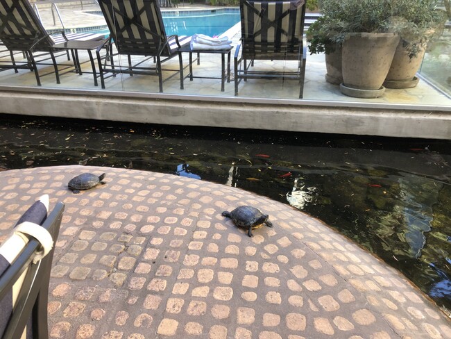 Turtles & Koi Pond - 1440 Veteran Ave