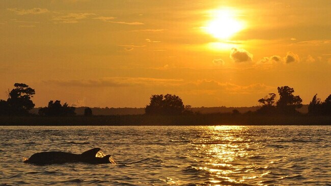 Building Photo - 858 Debordieu Blvd