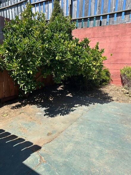 Backyard with lemon tree - 245 Concord St