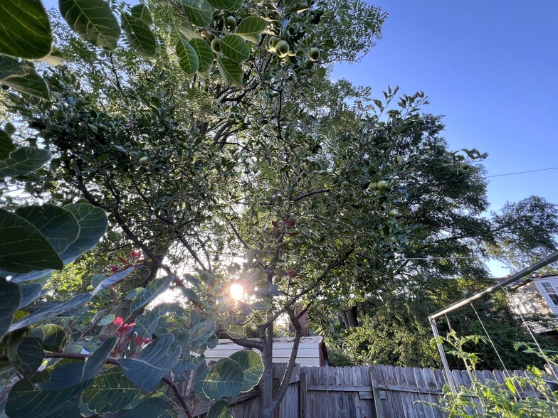 Apple Tree - 3817 Lafayette Ave