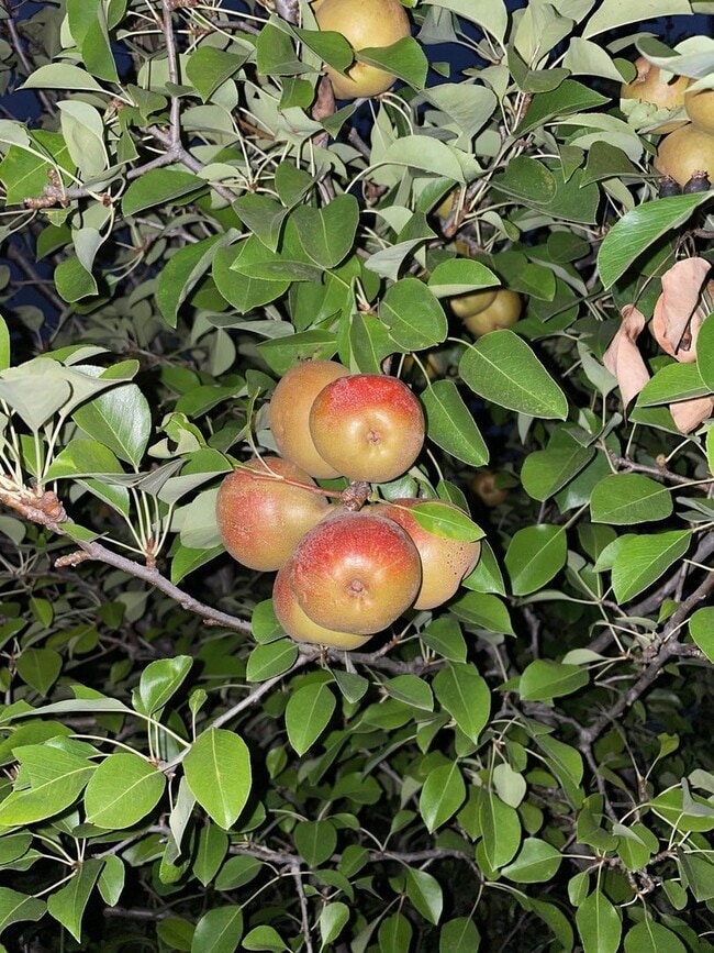 Building Photo - Gorgeous Multilevel 4 Bedroom 2.5 Bathroom Home on Acreage