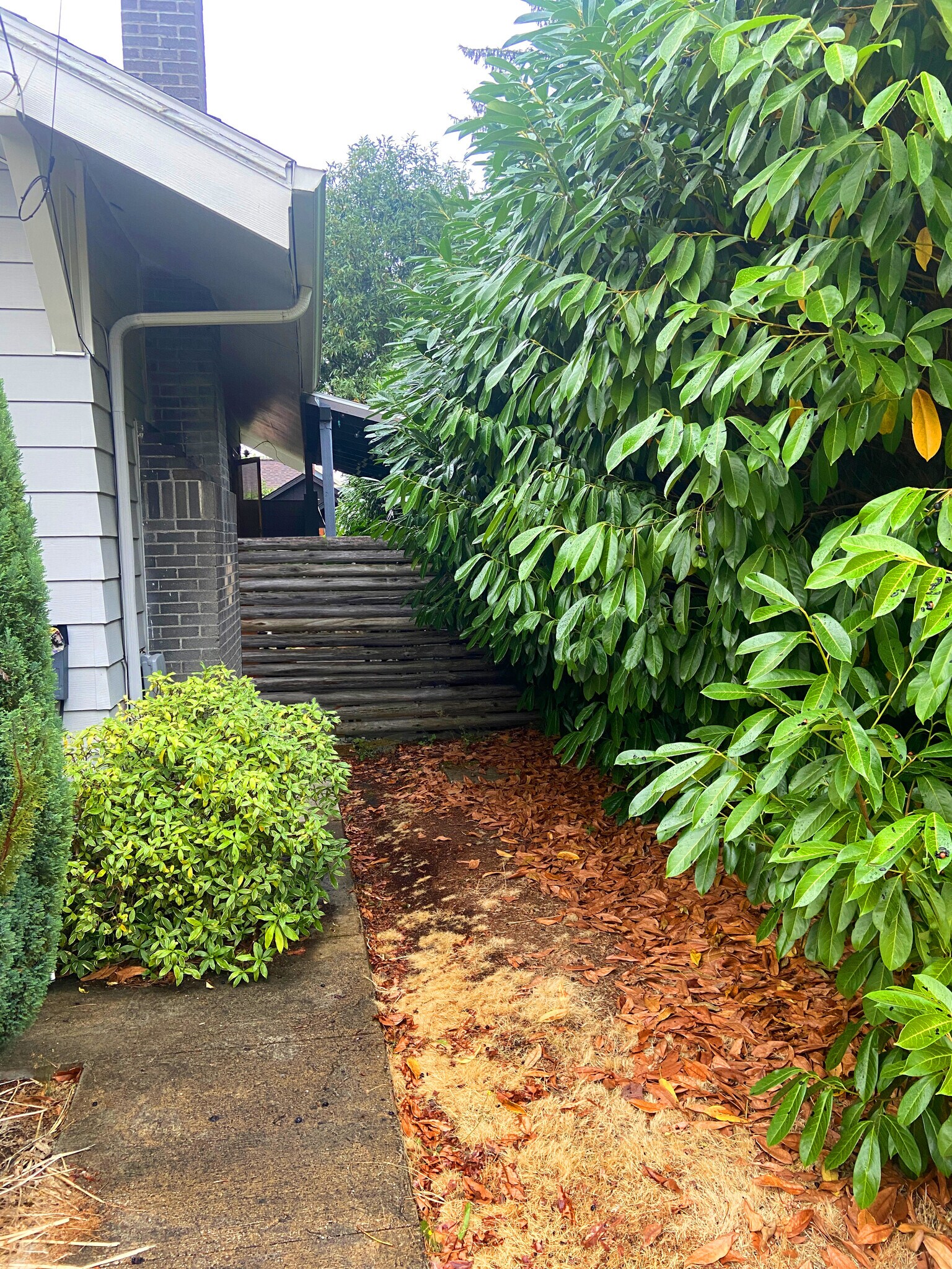 a wall of foliage to the south gives complete privacy from South. Patio & back yard are fenced (6ft) - 5124 NE 35th Pl