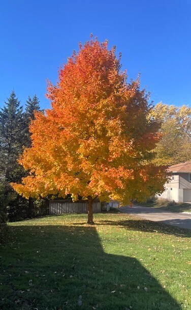 Building Photo - 9901 Runnymeade Ln