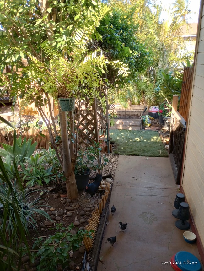 entry walk path (view from up on porch looking down). - 281 Kaikea St