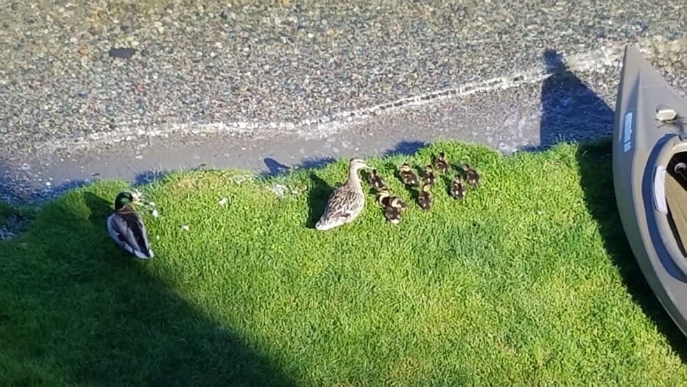 Building Photo - 15026 39th Ave NW