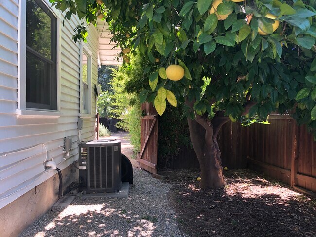 Grapefruit tree and pebble rock pathway to the backyard - 616 N Wilson Ave