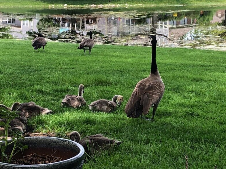 Building Photo - 725 Ripple Brook Ln