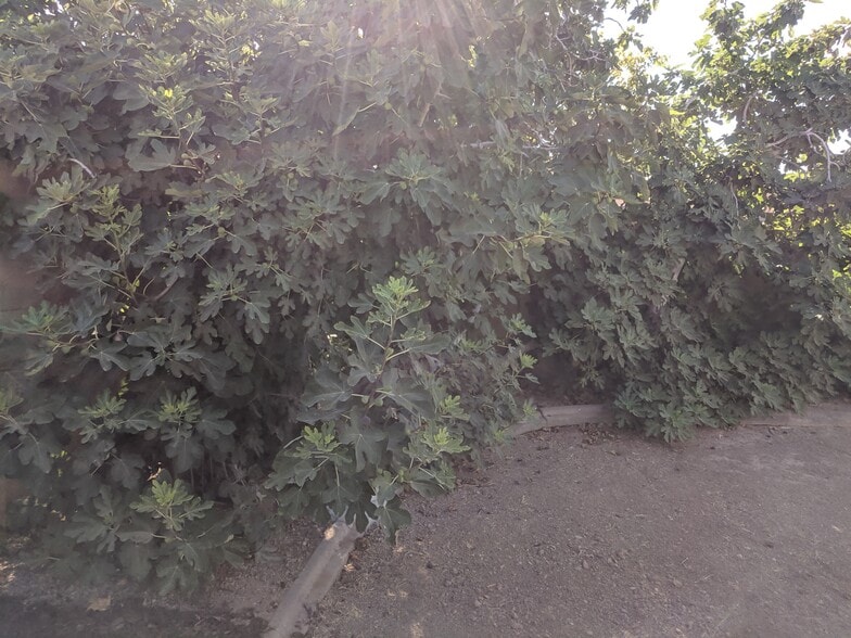 Fig tree - 14101 N 78th Dr