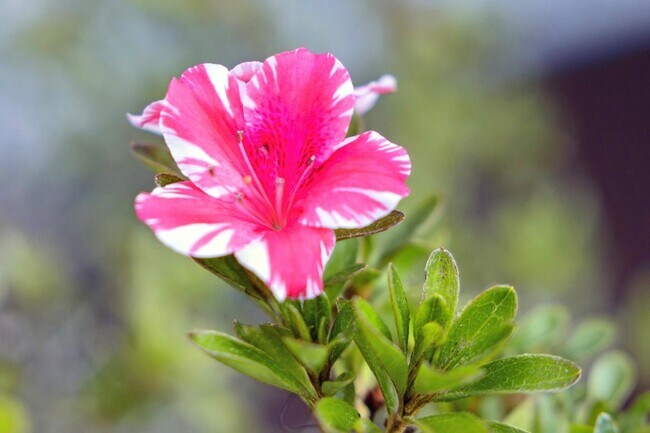 Building Photo - 243 Selby Ln