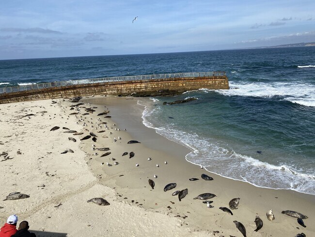La Jolla Beaches - 7635 Draper Ave