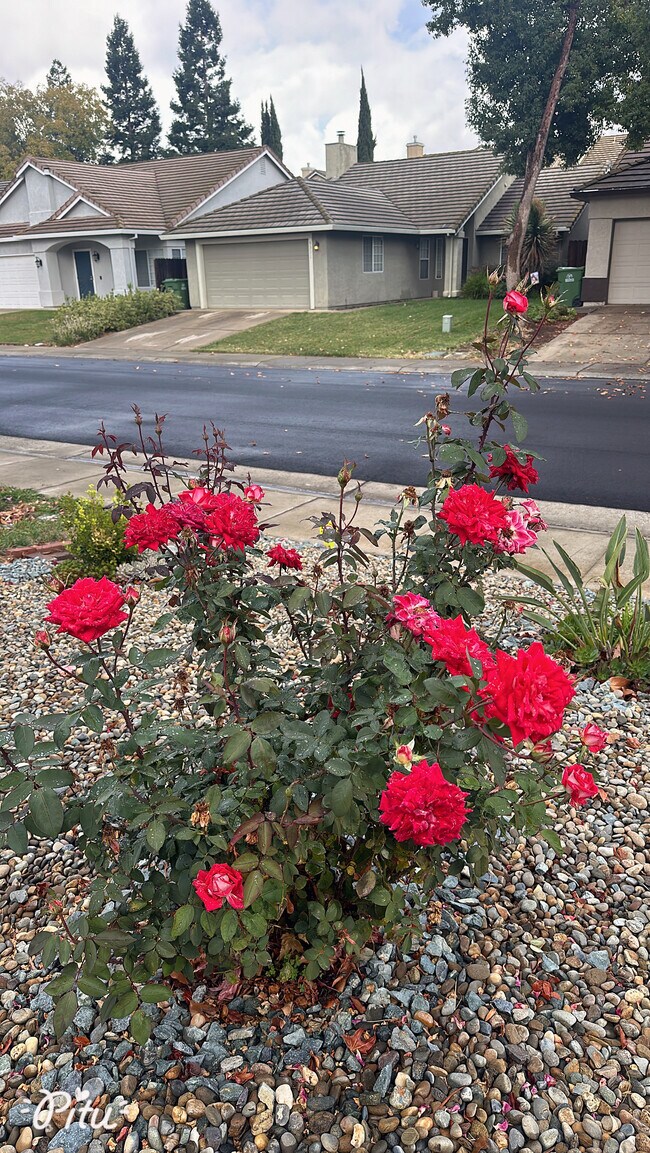 Front Yard Rose Garden + Gravel - 9316 Caulfield Dr