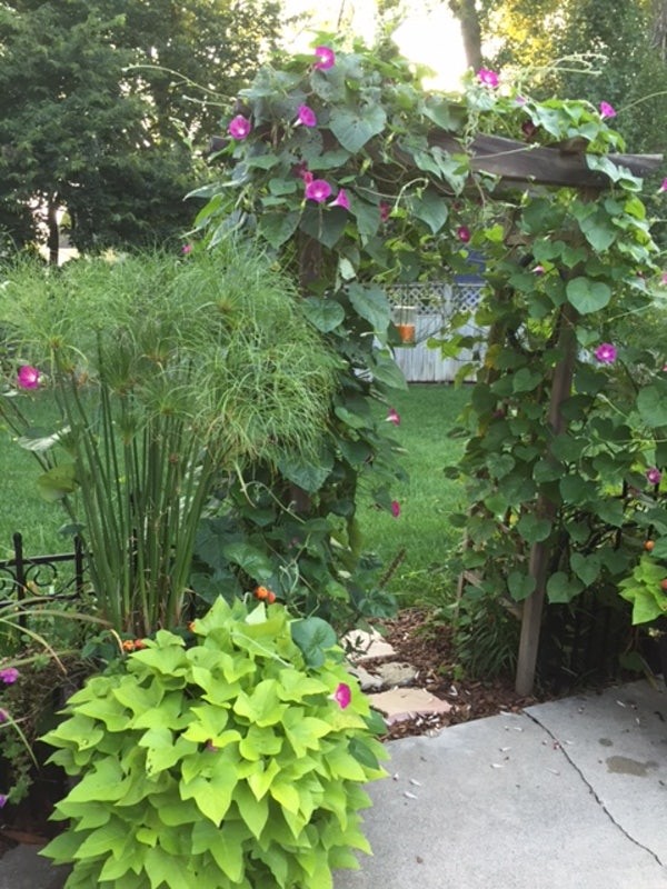 Beautiful landscaping in private backyard - 920 6th Ave SE