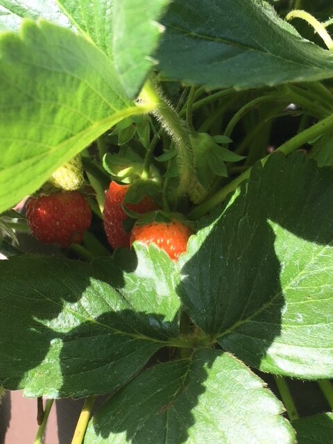Strawberries on Community Patio - 7626 W Opohonga Ln